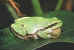 Treefrog3.jpg (47332 bytes)