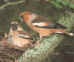 hawfinch.jpg (15424 bytes)