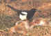 magpie.jpg (37650 bytes)