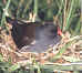 moorhen.jpg (34925 bytes)