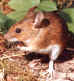 mouse.jpg (29074 bytes)