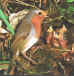 robin.jpg (39260 bytes)