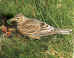 skylark.jpg (85287 bytes)