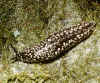 slug.jpg (130787 bytes)