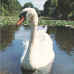 swan.jpg (33253 bytes)