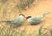 terns.jpg (24873 bytes)