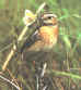 whinchat.jpg (19149 bytes)